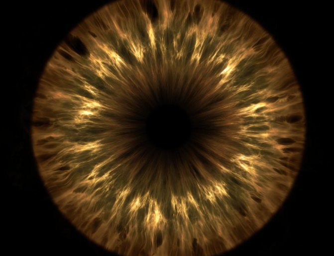 瞳仁的意思是什么