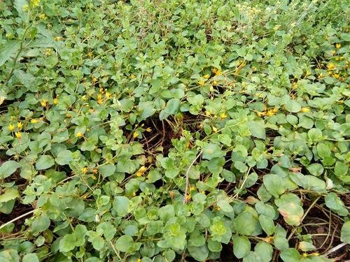 农村常见的“蜈蚣藤”是什么植物?有什么作用?