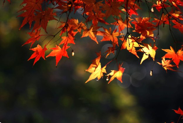 北京香山的枫叶什么时候红？