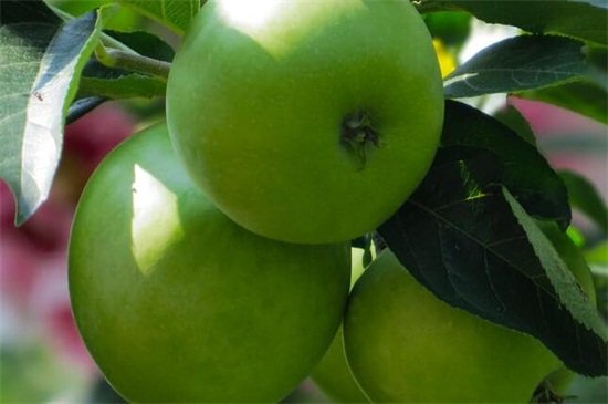 什么水果是绿色的