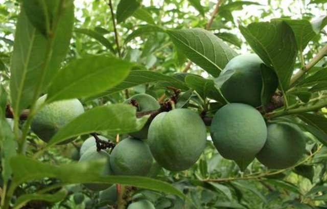 宁德特产有哪些?