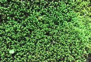 常见的10种苔藓植物是什么?