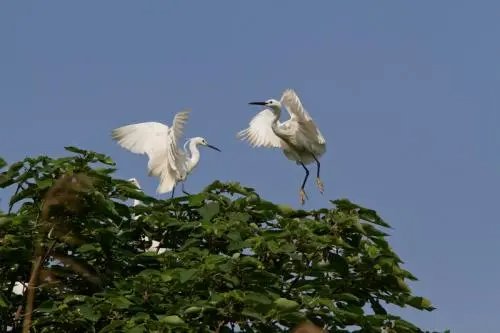 双宿双栖什么意思