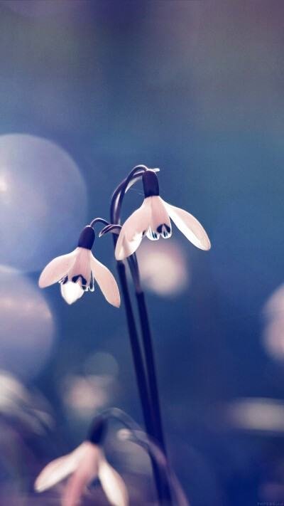 什么叫以房养老?