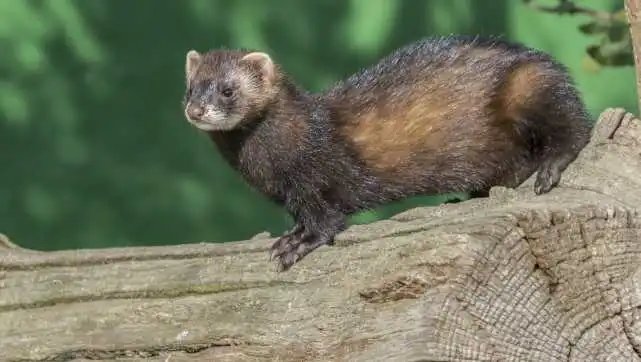 水耗子学名叫什么?