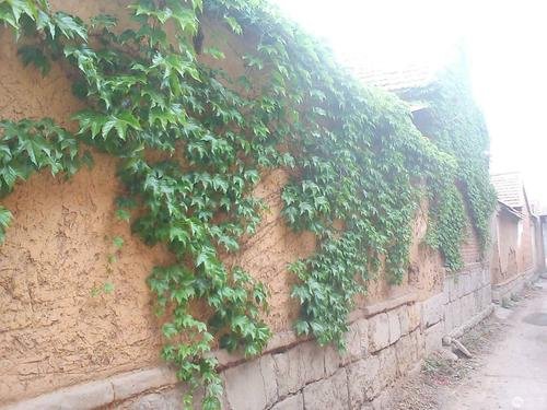 农村常见的“蜈蚣藤”是什么植物?有什么作用?