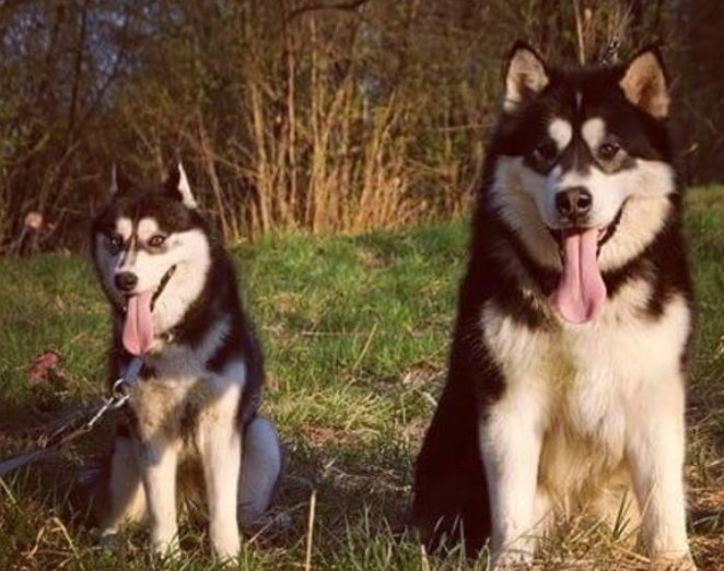 阿拉斯加犬和哈士奇的区别是什么？哪一只更好养呢？