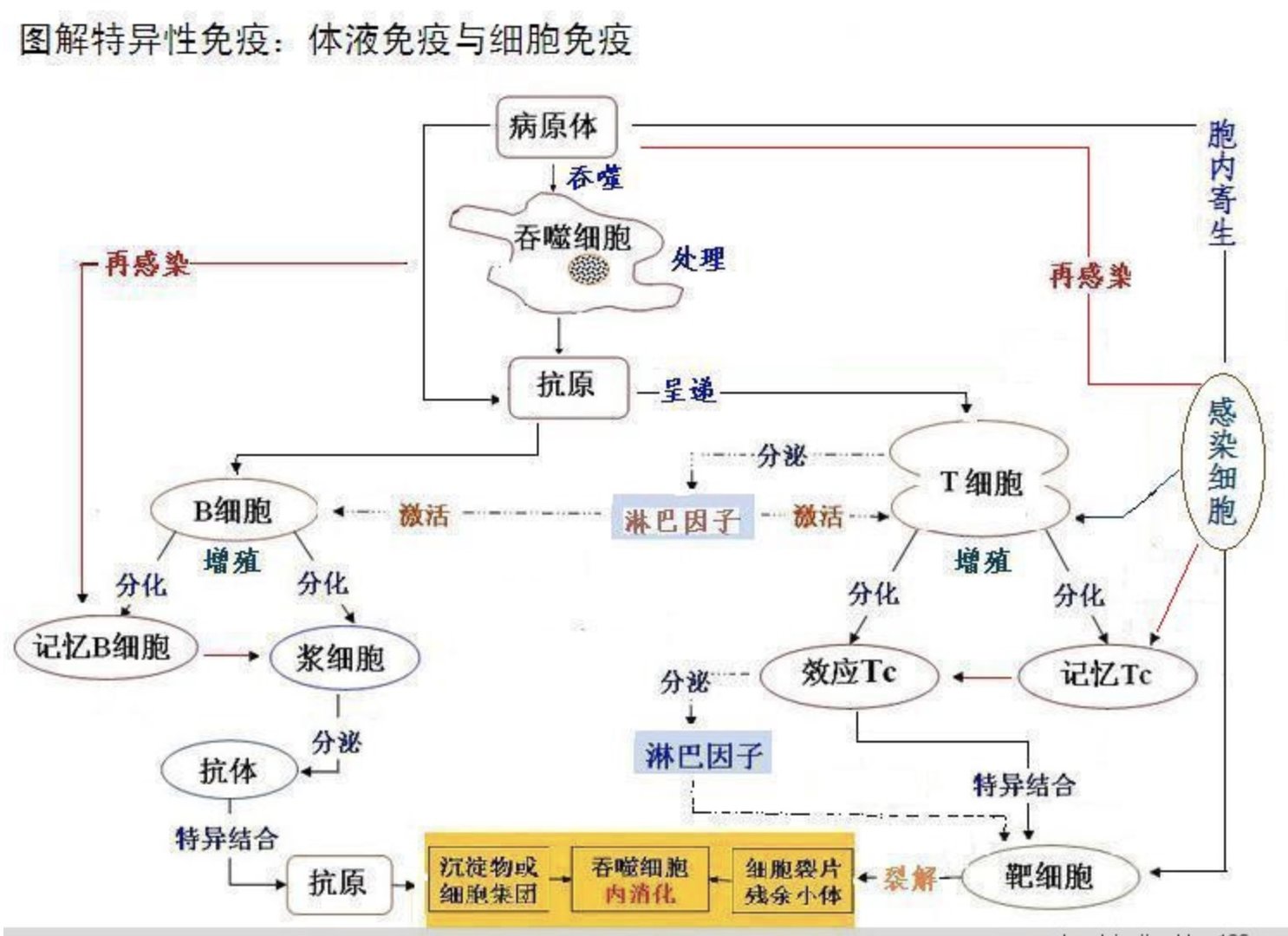 什么叫体液免疫，什么叫细胞免疫，他们之间有什么区别吗