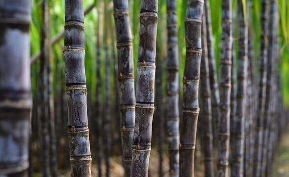 扁桃体发炎吃什么水果