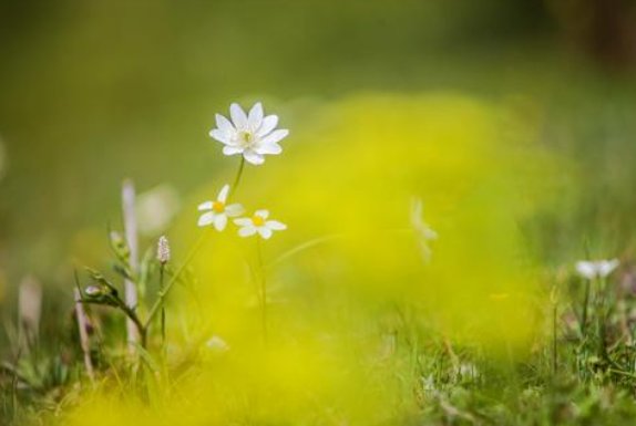 aroma是什么意思?