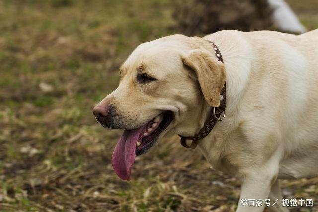拉布拉多真的好养吗？