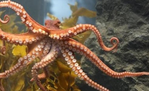 章鱼有多大能活多少岁