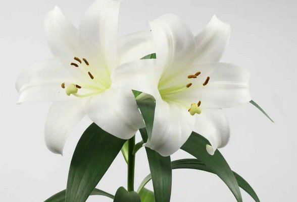 送老师什么花合适