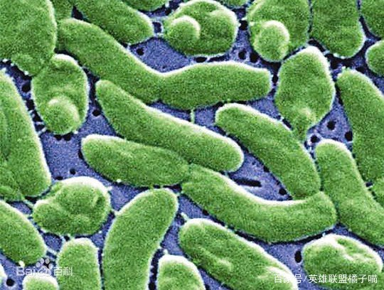 什么是海洋创伤弧菌？海洋创伤弧菌究竟多可怕？