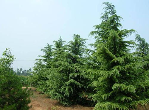 雪松树的特点是什么？