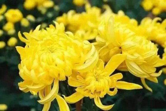 《菊花》黄巢的诗意