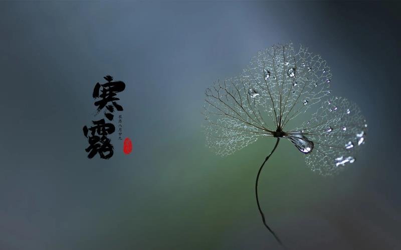 寒露是什么节气？