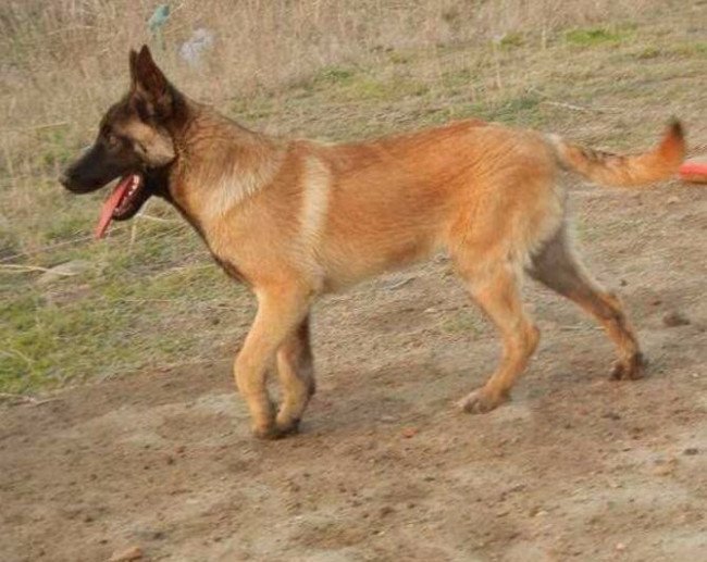 马犬多少钱一只？