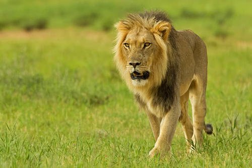 狮子交配时,为什么要咬住对方的脖子,是怕它跑了吗?