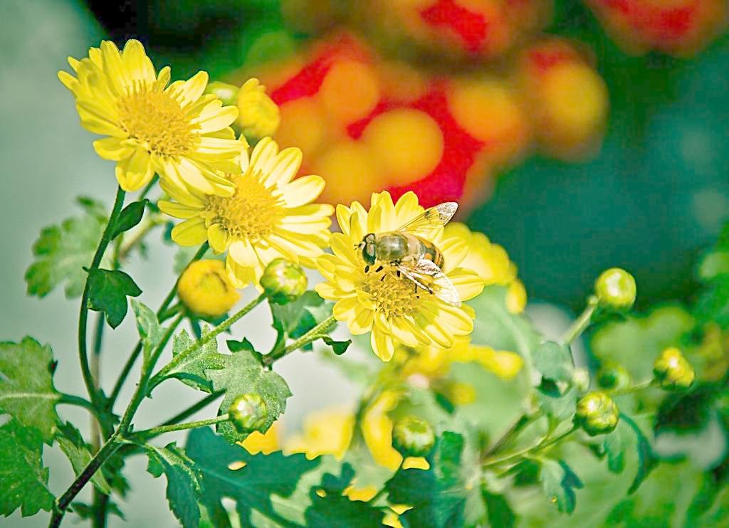 菊花有哪些种类?