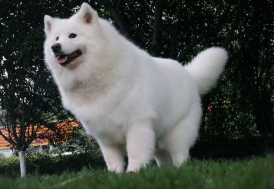 萨摩耶犬好养吗？
