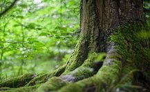 常见的10种苔藓植物是什么?