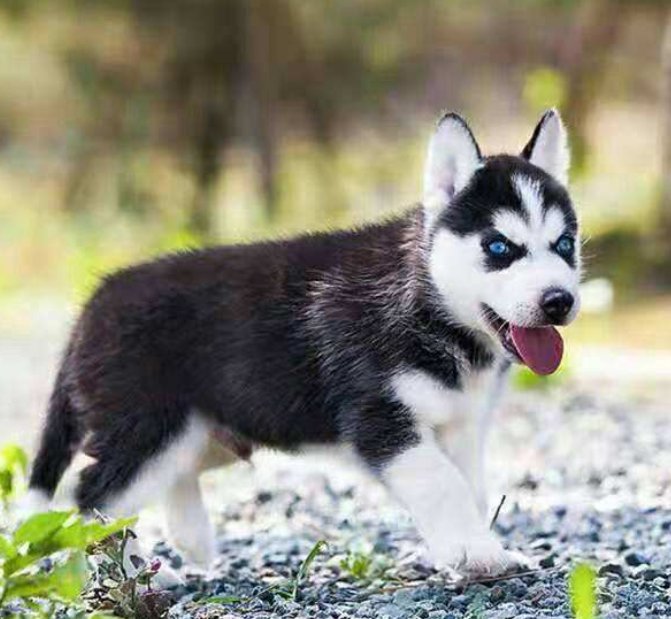 阿拉斯加犬和哈士奇的区别是什么？哪一只更好养呢？