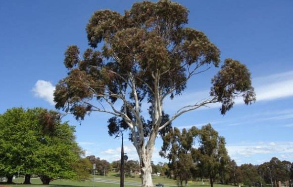 “蓝桉已遇释槐鸟”究竟是个什么样的梗？