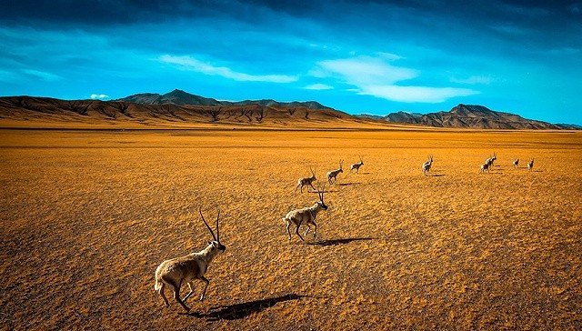 凉州词 王翰 诗意