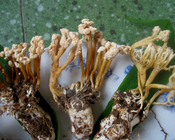 哪些中药材与动物有关