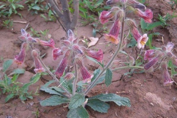 农村中常见的“蜜罐子”，是地黄草？