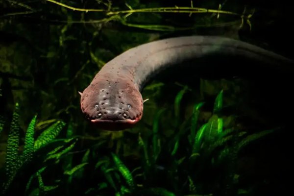 海里的电鳗是如何发电的？为什么不会把自己电死？