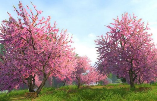 《桃花心木》课文