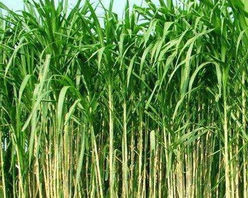 优质牧草品种有哪些