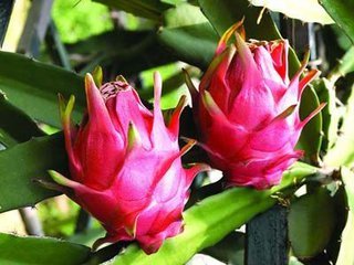 火龙果有什么好处？