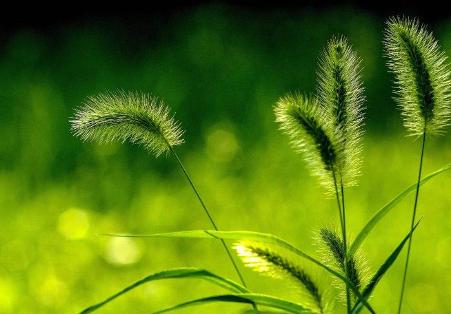 绿茶婊是什么意思