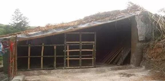 在家散养土鸡，鸡舍应该怎么建造呢？