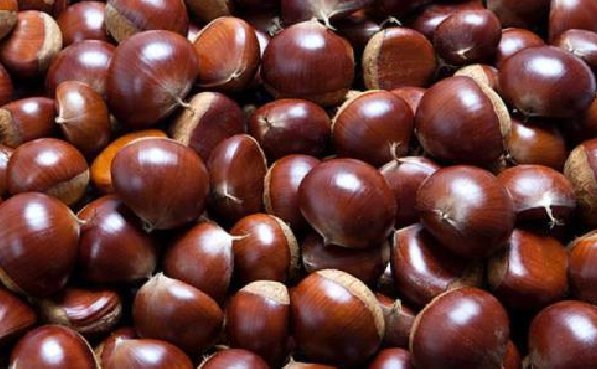 油栗和板栗有什么区别吗？