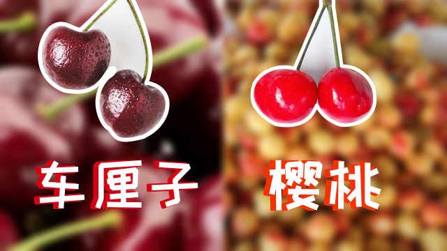 樱桃和车厘子是同一种水果吗？