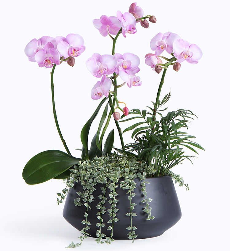 蝴蝶兰盆栽价格