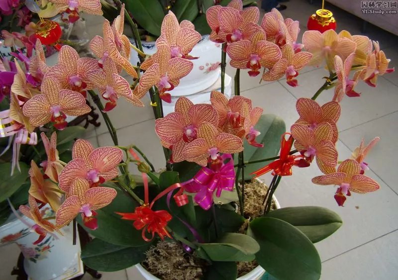 蝴蝶兰开完花后怎么处理方法