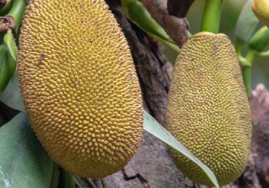 菠萝蜜有什么功效