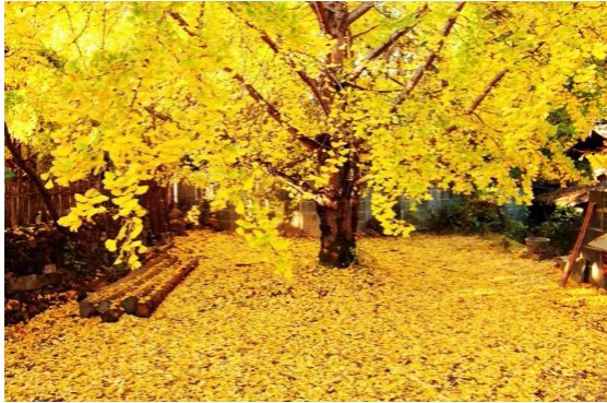 植物界的活化石是什么植物?