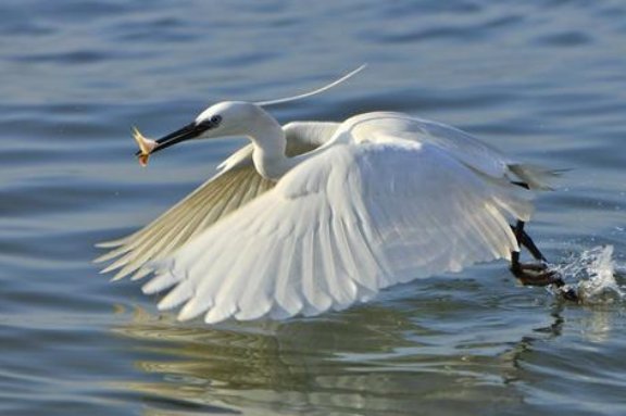 五年级语文上册伯《白鹭》课文全文