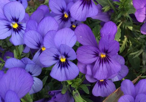 三色堇花语是什么 ？