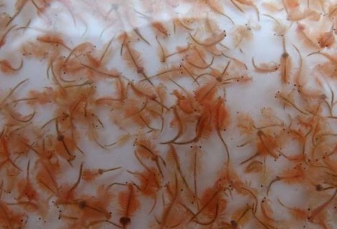 丰年虾的家庭饲养方法