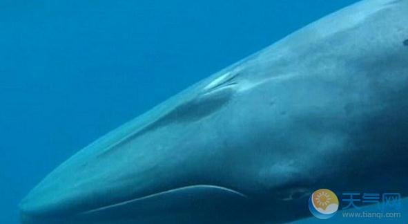 角岛鲸的介绍