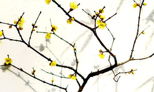 岁寒三友指的是什么?