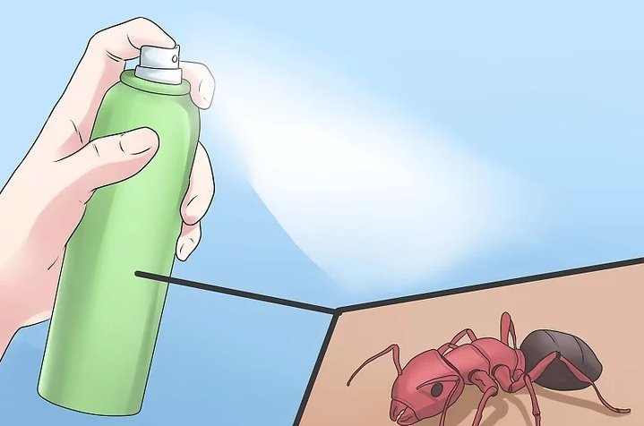 怎样才能消灭掉蚂蚁