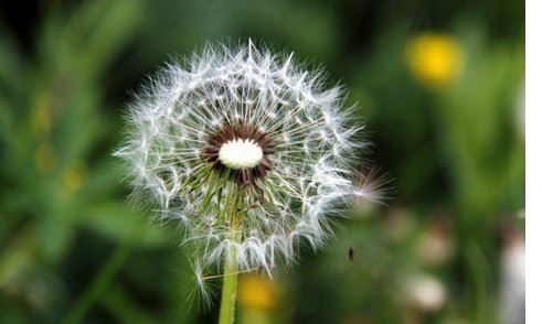 阿里蒲公英卸载了有什么后果